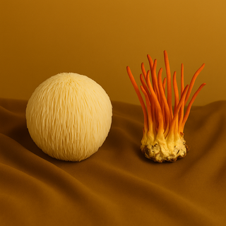Lion’s Mane vs. Cordyceps