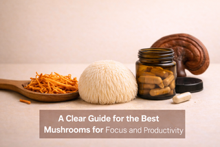 A Clear Guide for the Best Mushrooms for Focus and Productivity