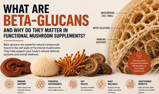 What Are Beta-Glucans and Why Do They Matter in Functional Mushroom Supplements?